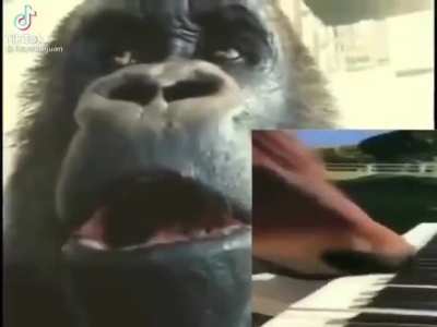 No more FORTNITE