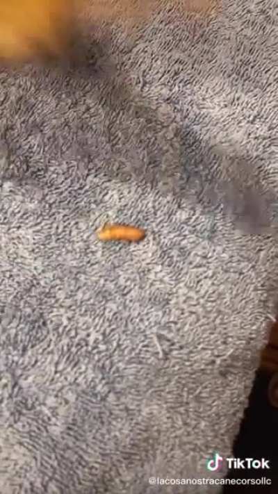 botfly went drop