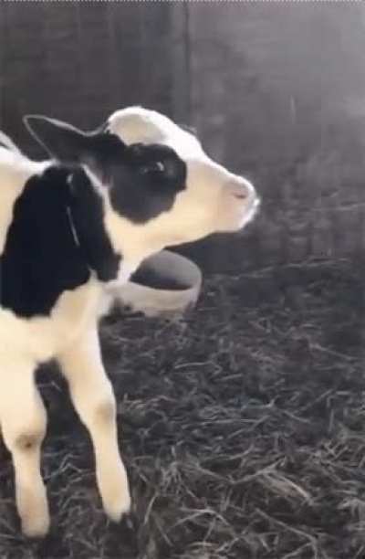Calf sees breath for the first time