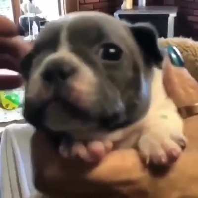 Tough puppy&rsquo;s first bark