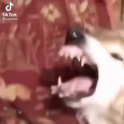 HALAL POOP SEX😱😱<wbr>❗️😳😳❗<wbr>️😃😃🤯🤯<wbr>🤯🤮🤮🅾️<wbr>😭😳😭😭😱<wbr>😱💀💀💀😂<wbr>😂😂 أمغوس كرات زنجي