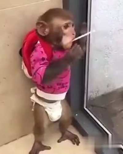 Baby Monkey enjoying lollipop.