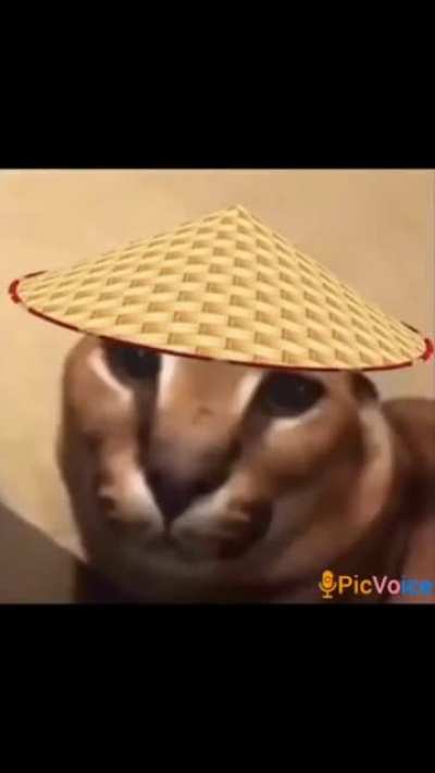 China Floppa