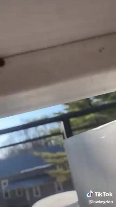 Ladybugs are so cute :)