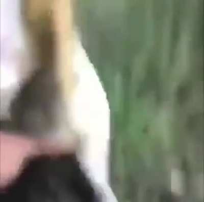 Ajudem os animais