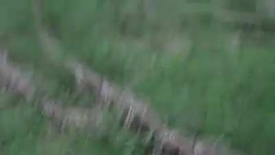 Blursed forrest