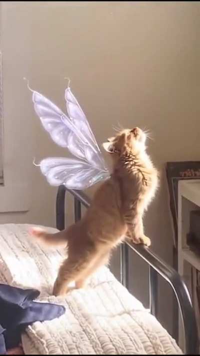 orange fairy