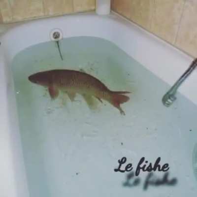 Le fishe