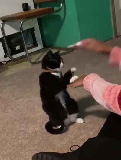Paw on Top!