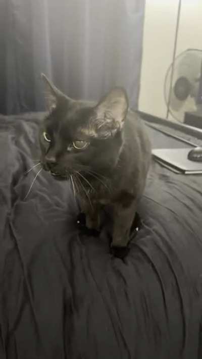 Black cats are vocal about petting