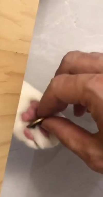 banker cat