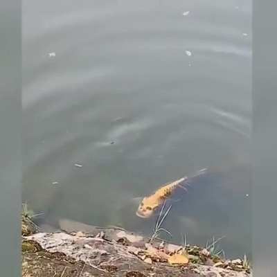 Fishface