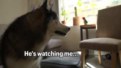 Husky has an argument with a “bird” that talks back