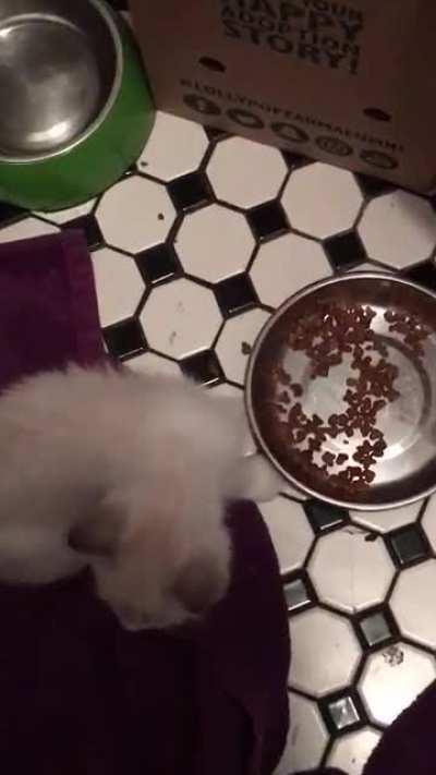 Recently rediscovered this video of our cat, Birch, and needed to share his joy of eating with you all