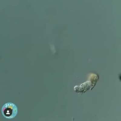 A single celled organism eats another single celled organism
