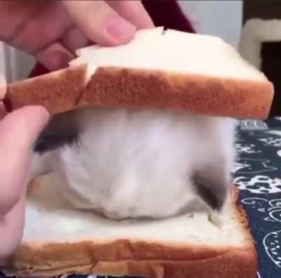 KITten PetTed To death, THen madE INto A SandwiCh