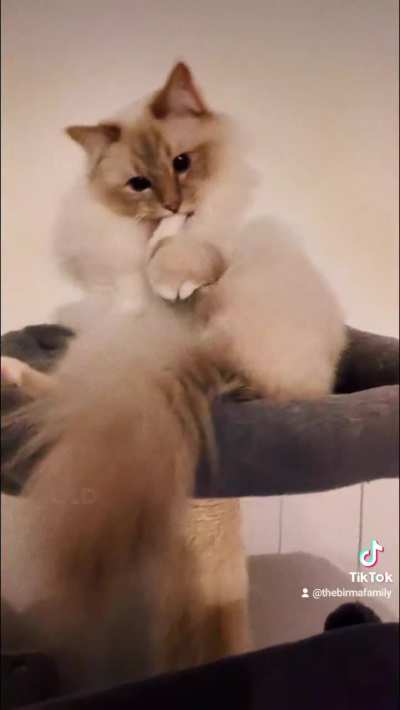 Cheese Cat