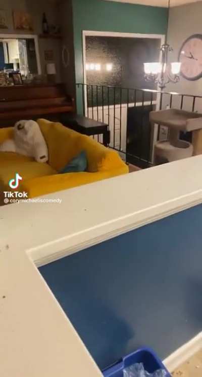 Someone&rsquo;s happy to see you