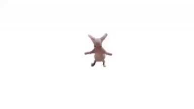 Baila bien chingón el bingus