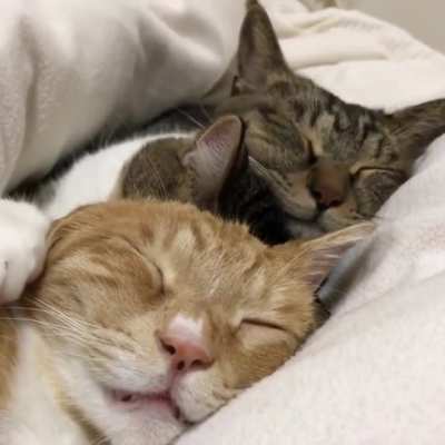 Cuteness under the blanket