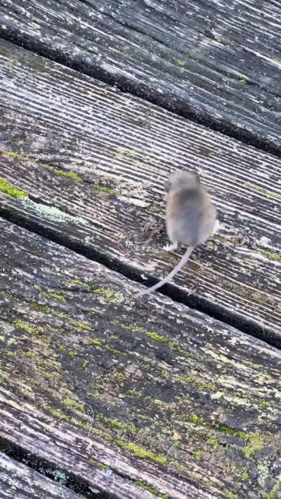 What is this mouse doing?