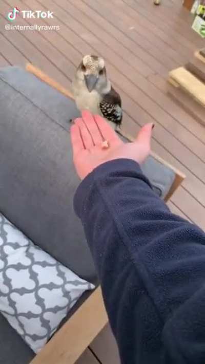 Feeding a very friendly kookaburra