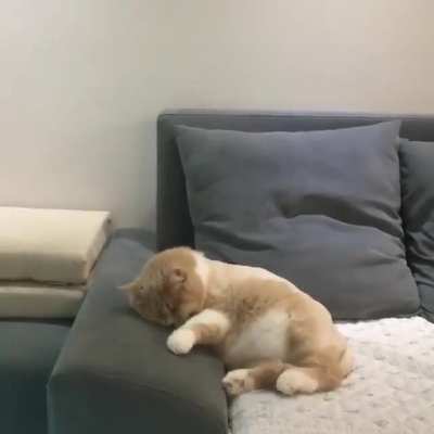 Kitty crashes his bike in his dream