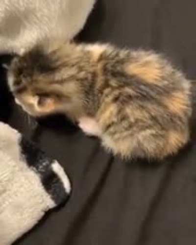 Kitten scream