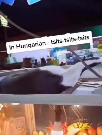 Satrdenburdenhardenbut