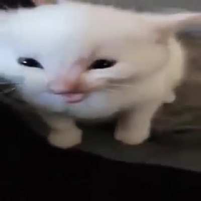 This cat just came to my door