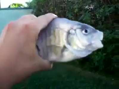 Killer fish