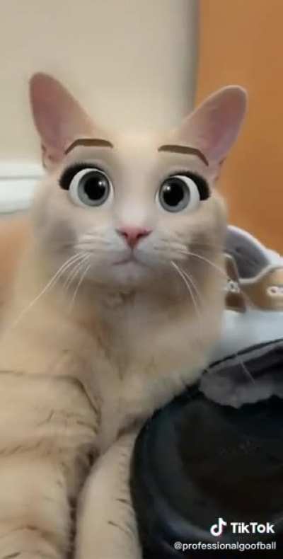 Pretty cat