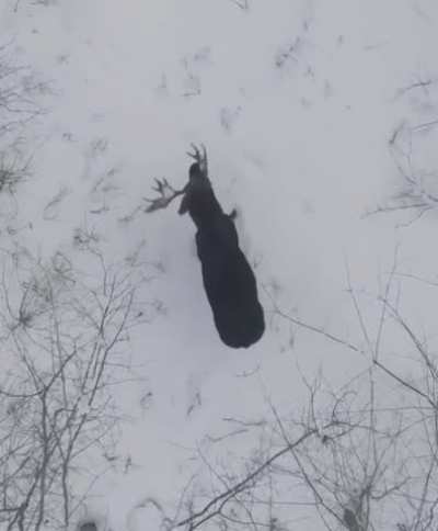 Moose from a drone