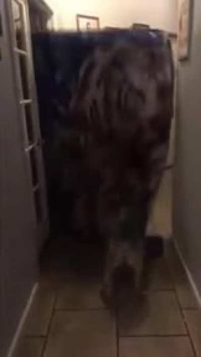 wtf