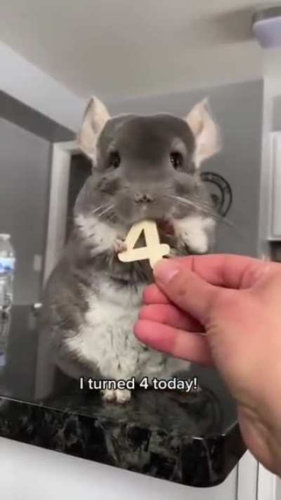Chinchillas&rsquo; teeth never stop growing. In fact, they can grow upwards of 12 inches or 30cm in just one year. This is why they are such avid chewers and why they will chew anything in sight if they don&rsquo;t have access to proper chew toys.