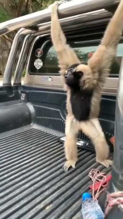 Gibbons don't suffer in silence....