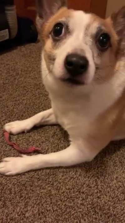 Come on I can&rsquo;t chew unless you&rsquo;re watching....wait, where&rsquo;d it go?