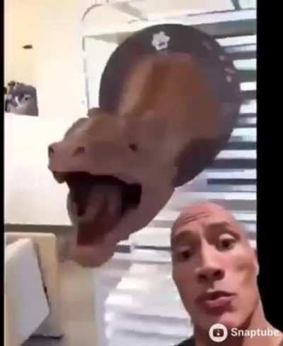 snake