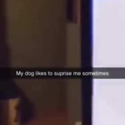 When dog is doing something rather mundane