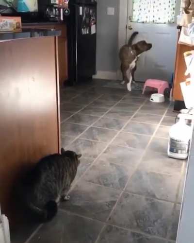 An epic showdown