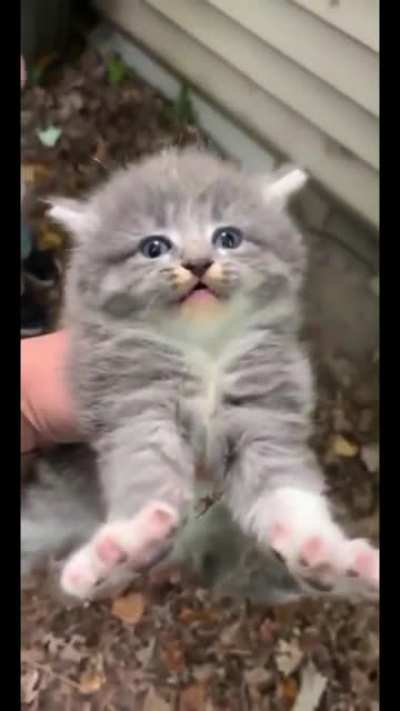 MEEEAAAAAAA