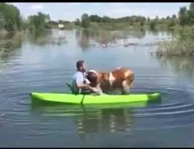 Компанейский пёс
