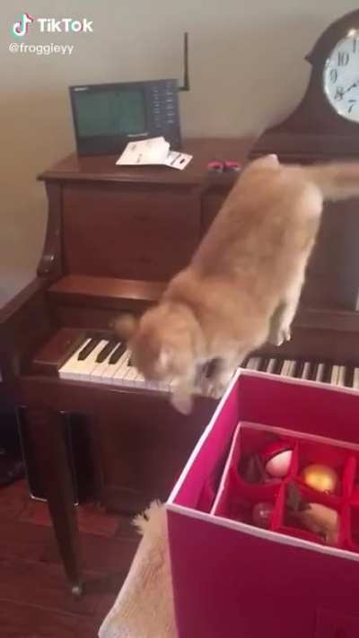 Cat regrets his actions
