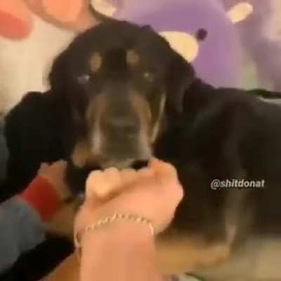 Pets ❤️