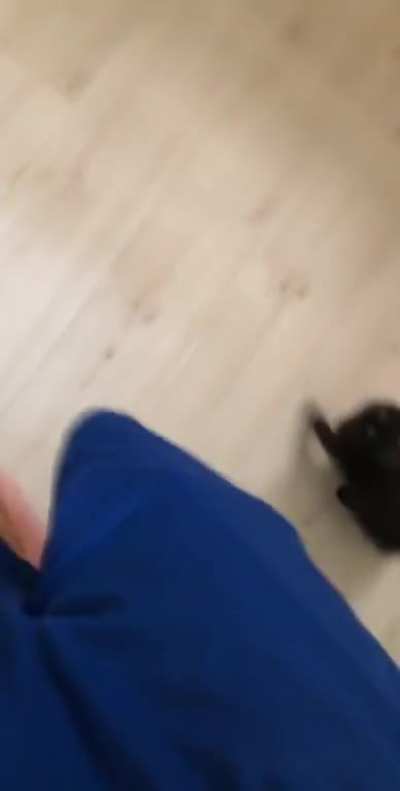 This is Millie, Millie has yet to understand how to pronounce &lsquo;meow&rsquo;