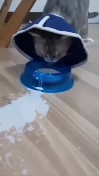 Котики