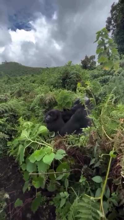 How Old Do You Have to Be to Go Gorilla Tracking?