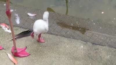 This baby flamingo practicing standing on one leg