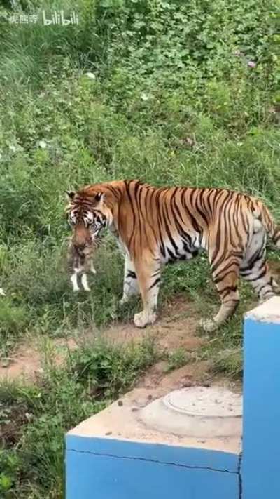 A tiger killed a stray cat that somehow got into its enclosure at the zoo