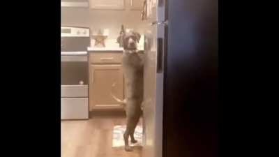 cursed_Dog